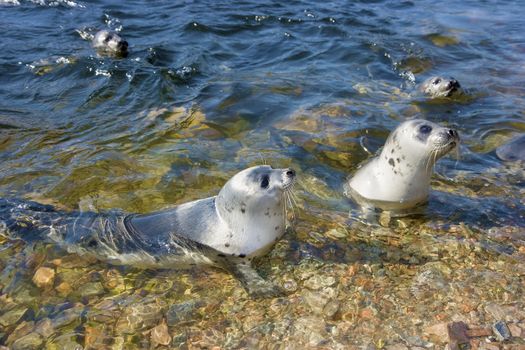 fur seals in the water at the rocky shore

