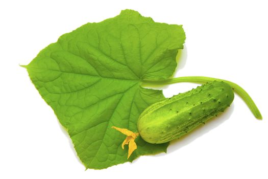 young cucumber with leaf isolated on a white background
