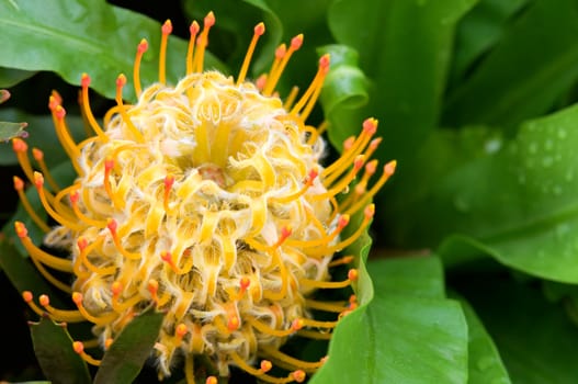 Yellow blooming protea pincushion flowers, Leucospermum cordifolium