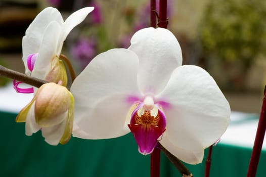 Close up of white orchid