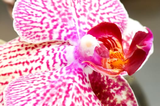 Close up of pink orchid