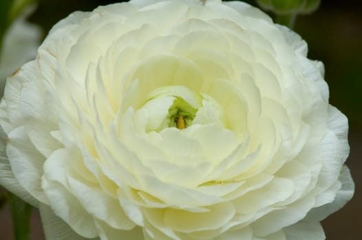 The image of white flower