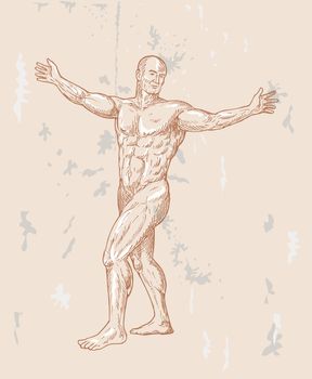 hand sketched illustration of the male human anatomy done in renaissance style.