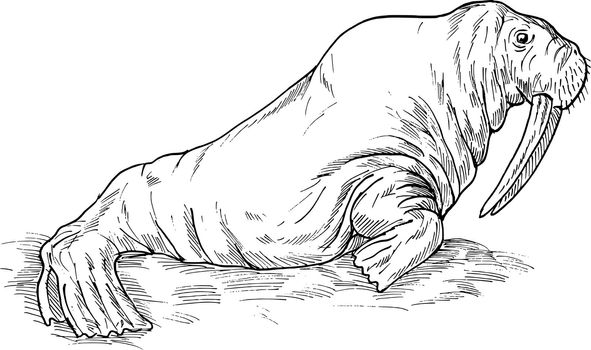 hand sketch drawing illustration of a Walrus done in black and white