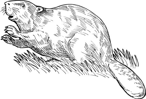 hand sketched drawing illustration of a European beaver or Eurasian beaver done in black and white.