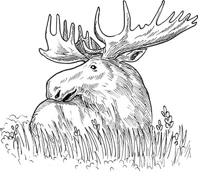 hand sketched drawing  illustration of a moose or common European elk done in black and white.