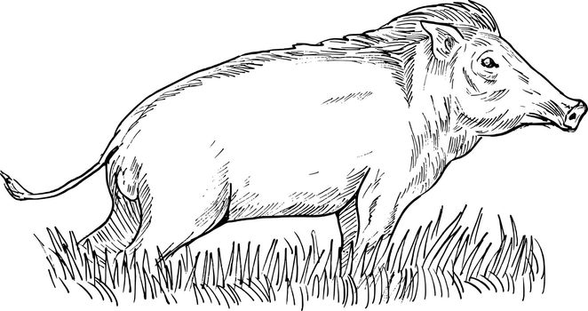 hand sketch illustration of a wild boar or pig done in black and white