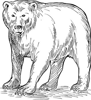 hand sketch drawing illustration of a brown bear