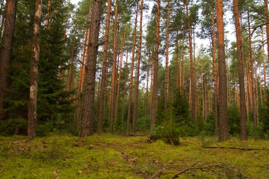 dense pine forest in summer