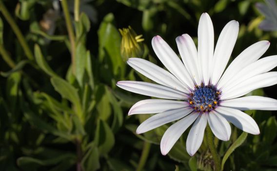 Soprano White Daisy with blue stamen against soft focus green plants