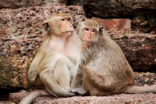 Monkey in Lopburi of Thailand