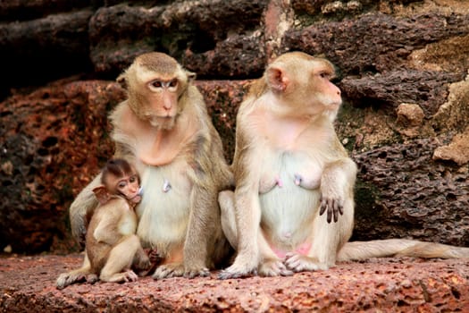 Monkey in Lopburi of Thailand