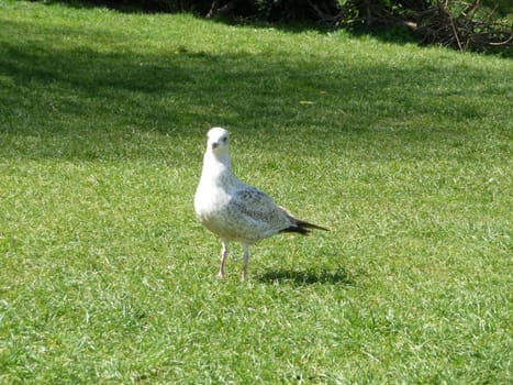 
Seagull on grass in Brighton.