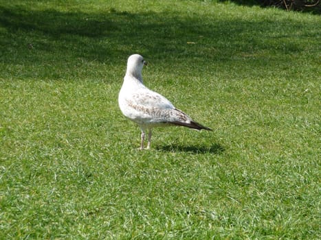 
Seagull on grass in Brighton.