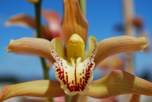 beautiful pink orchid flower with blue sky background