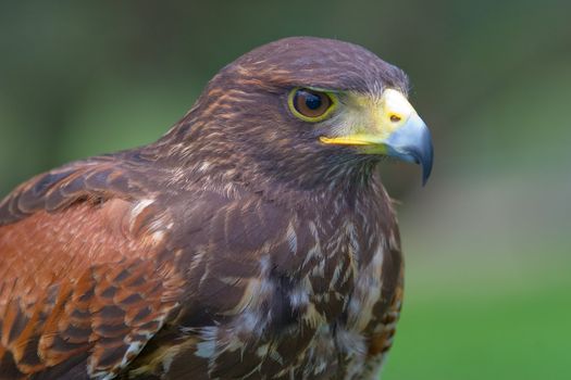 Falcon's wonderful specimen of Harris posing placidly ( Parabuteo unicintus )