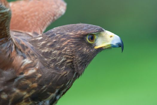 Falcon's wonderful specimen of Harris posing placidly ( Parabuteo unicintus )