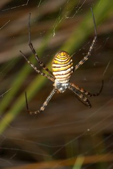 A spider ( Argiope lobata) of considerable size and threatening aspect