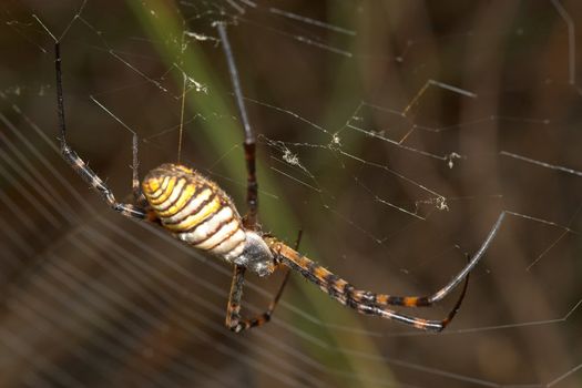 A spider ( Argiope lobata) of considerable size and threatening aspect