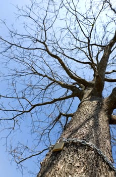 Brass padlock with steel chain on the tree