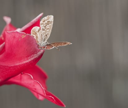 Brown butterfly on a pink flower petal