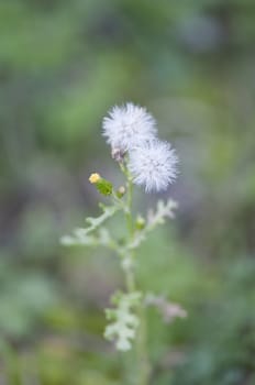 Close-up on two little dandelions in a garden