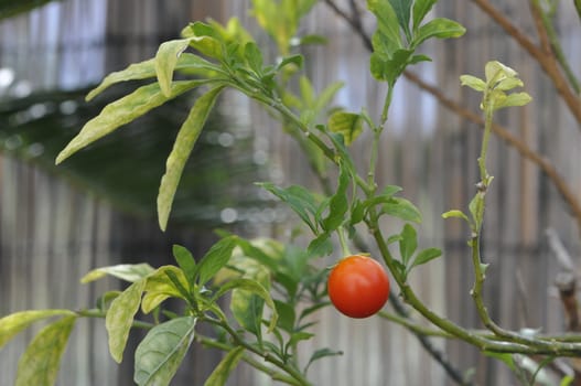 Orange little ball on a green branch