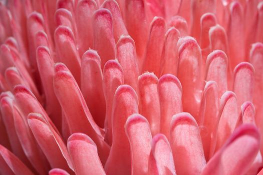 A beautiful macro shot of the petals of a pink flower