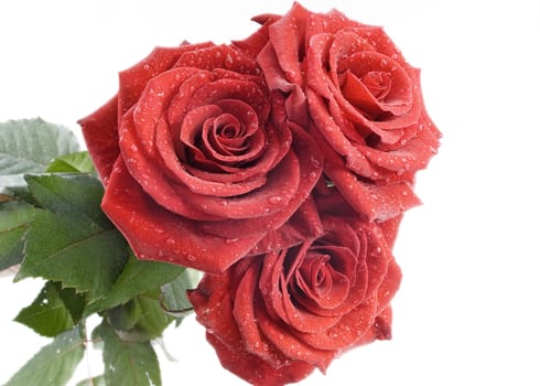 Three red roses with drops of water on the white background