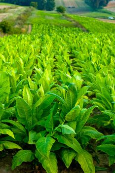 Lines of green tobacco plants on a field