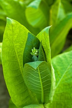 Lines of green tobacco plants on a field