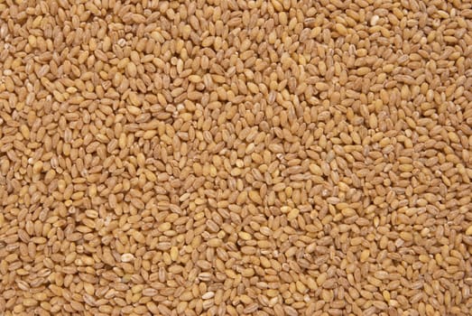 A full frame take of organic barley, food background