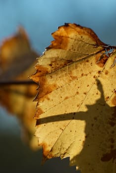 Yellow autumn leaves of a vine, nature background