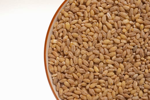 Organic barley grains in a bowl, copy space available