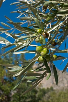 Olive tree branch with ripe fruit on a sunny day