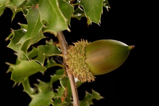 Kermes oak branch with ripe seed isolated on black