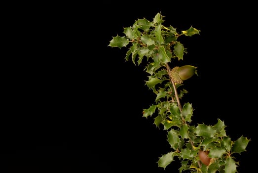 Kermes oak branch with ripe seed isolated on black