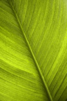 green leaf of a banana tree