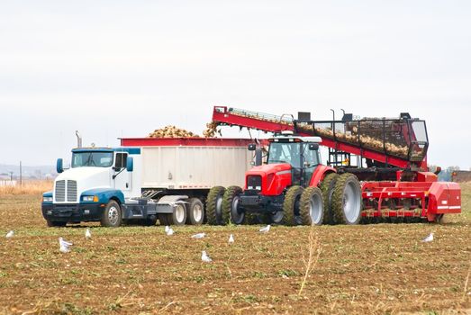 A large tractor and semi-truck digging and loading sugar beets from a large field as seagulls feast on the uprooted earthworms.