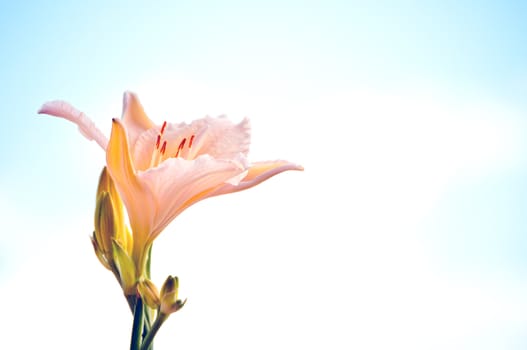 Single lily with pink and yellow petals against a summer sky.