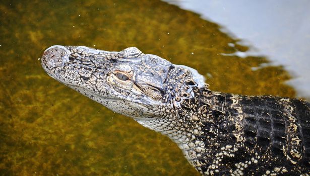 Alligator smile