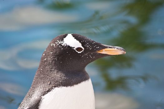 Latin name  Pygoscelis Papua, typical of Falkland Islands
