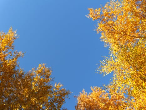 yellow autumn birches on the blue sky background 