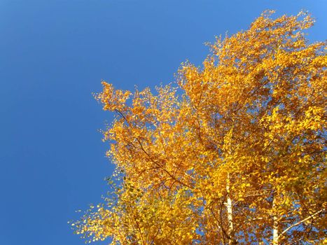 yellow autumn birches on the blue sky background