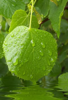digital image of leaves of a lime tree after the downpour