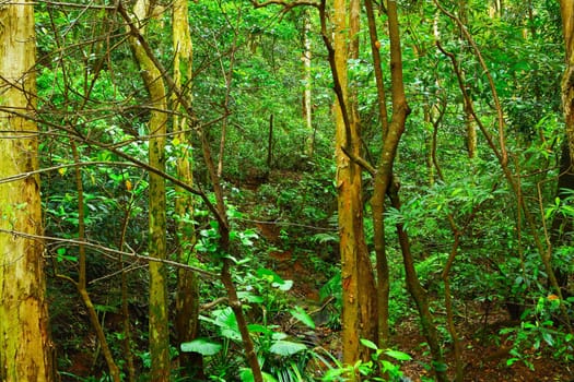 forest