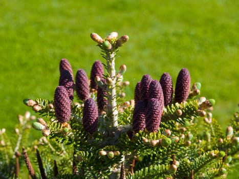 Christmas tree pine cones on branch with leaves holiday background