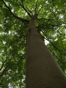 Beautiful Fairy Forest with lush green vertical tall tree