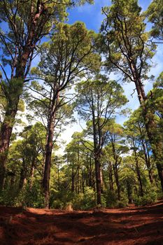 Forest:  La Esperanza, Tenerife, Canary Islands