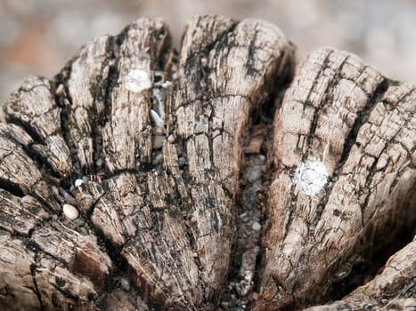 Old oak tree cross section year rings texture - years go by